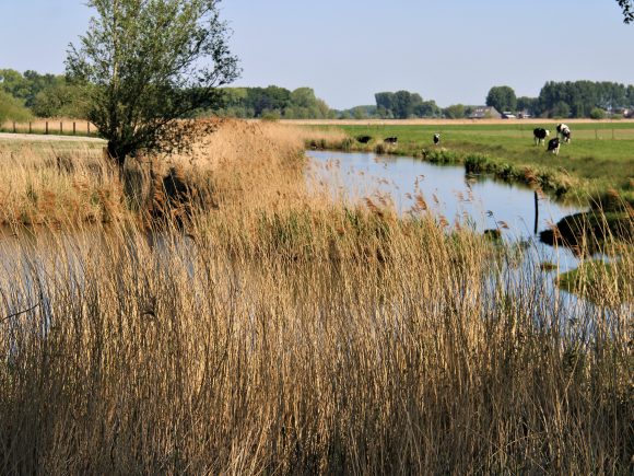 Zondag 23 maart 2025 – Grenstocht te St.Laureins – MMM