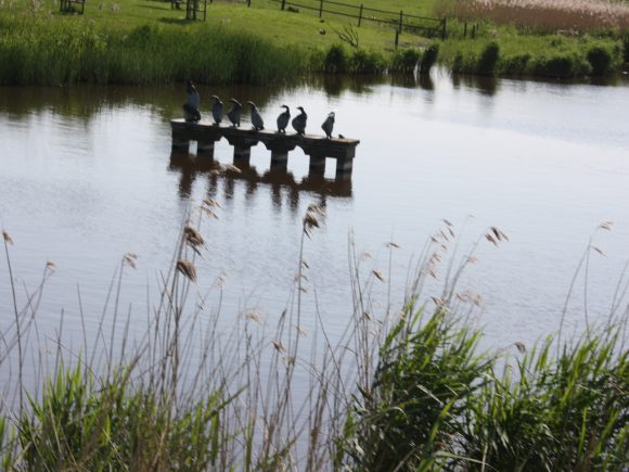 Vrijdag 13 februari 2026 Uutbuuktocht Roal Benti vzw .