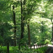Lembeekse bossen