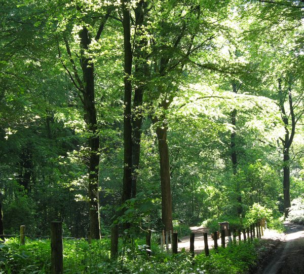 Lembeekse bossen